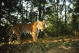 With Help, Tigers Clawing Back in Southeast Asia